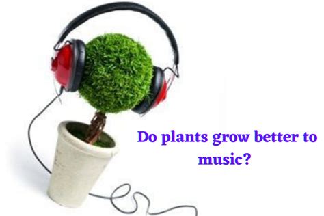 do plants grow better with music